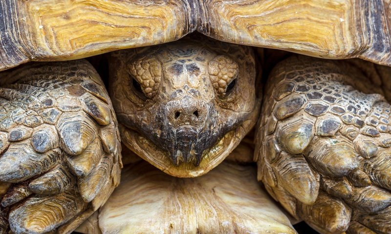 Обои макро, черепаха, панцирь, голова, пресмыкающееся, macro, turtle, shell, head, reptile разрешение 2880x1816 Загрузить