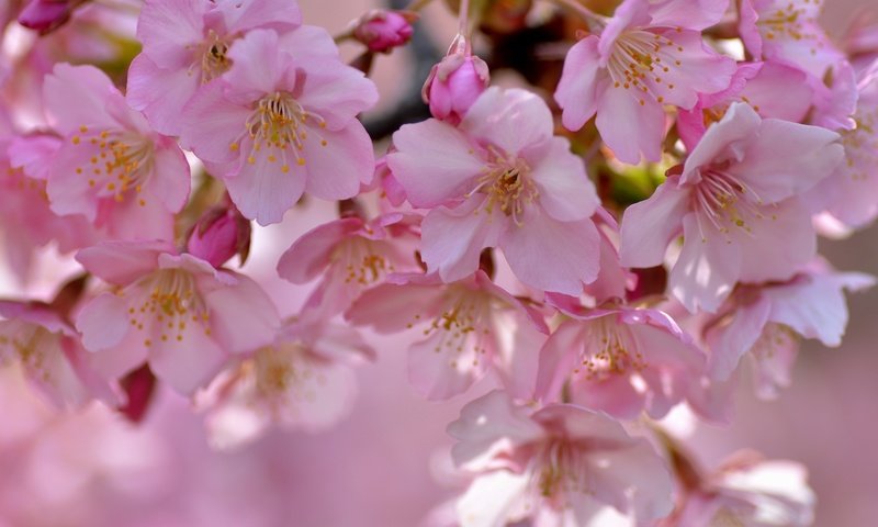 Обои дерево, цветение, лепестки, весна, сакура, tree, flowering, petals, spring, sakura разрешение 3000x2140 Загрузить