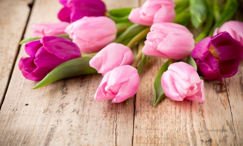 Обои цветы, пинк, букет, тюльпаны, розовые, дерева, красива, тульпаны,  цветы, парное, flowers, bouquet, tulips, pink, wood, beautiful, fresh разрешение 5328x3552 Загрузить