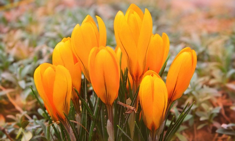 Обои цветы, весна, желтые, крокусы, yellow crocuses, flowers, spring, yellow, crocuses разрешение 3000x1900 Загрузить