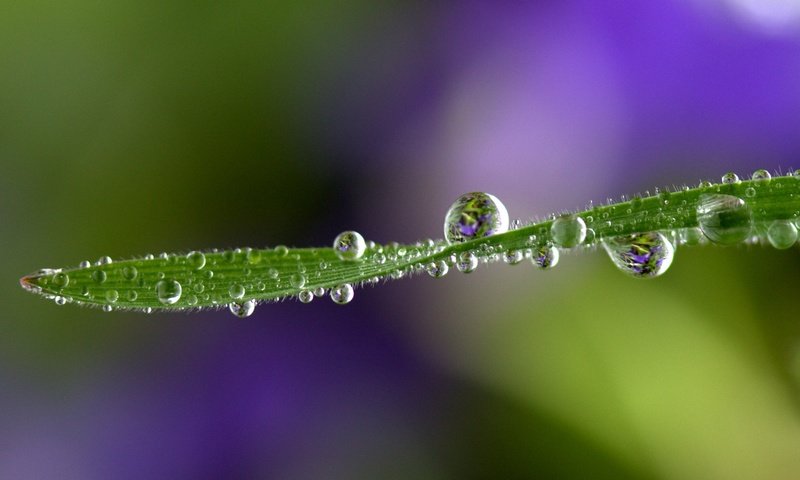 Обои трава, природа, макро, фон, роса, капли, травинка, grass, nature, macro, background, rosa, drops, a blade of grass разрешение 2448x1730 Загрузить