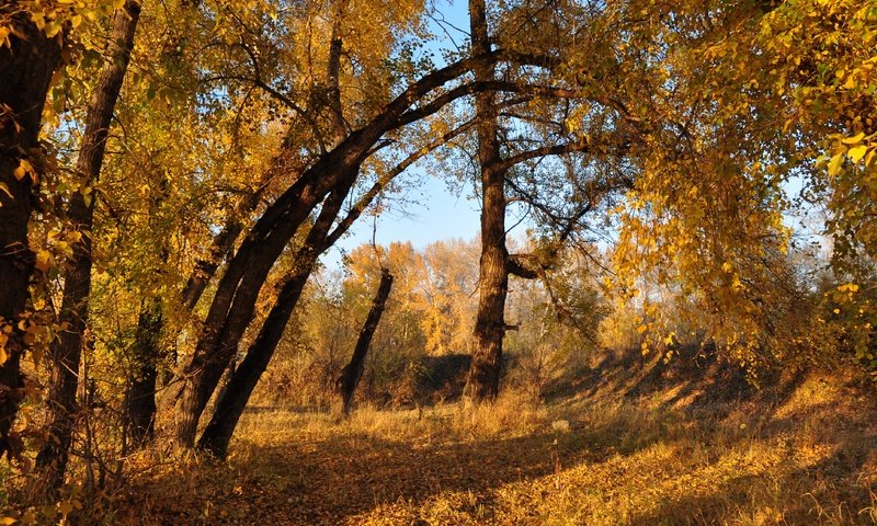 Обои деревья, листва, осень, расцветка, деревь, опадают, осен,  листья, trees, foliage, autumn, colors, fall, leaves разрешение 4288x2848 Загрузить