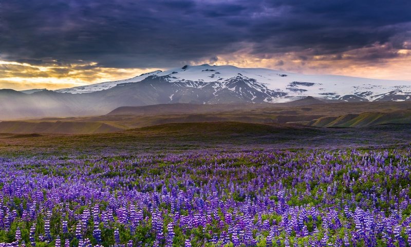 Обои цветы, горы, луг, исландия, люпины, rangarvallasysla, flowers, mountains, meadow, iceland, lupins разрешение 2048x1338 Загрузить