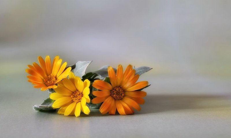 Обои цветы, макро, фон, лепестки, календула, flowers, macro, background, petals, calendula разрешение 2048x1356 Загрузить