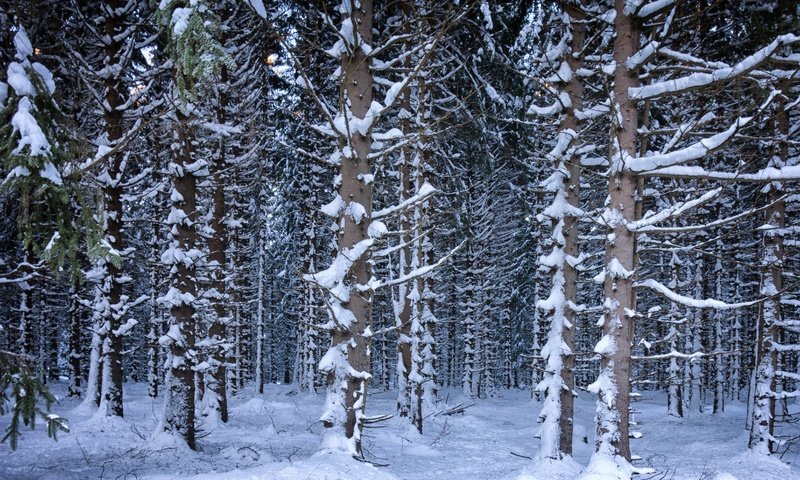 Обои деревья, снег, лес, зима, trees, snow, forest, winter разрешение 4686x3191 Загрузить