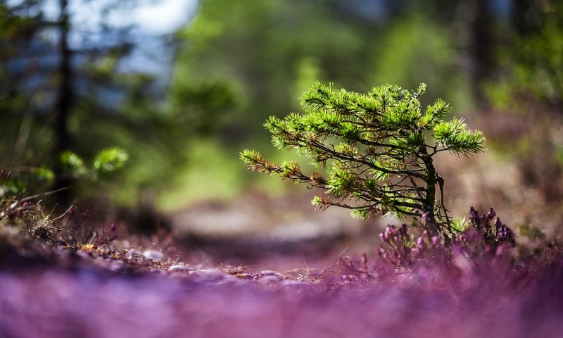 Обои природа, хвоя, макро, фон, деревце, nature, needles, macro, background, tree разрешение 6016x4016 Загрузить