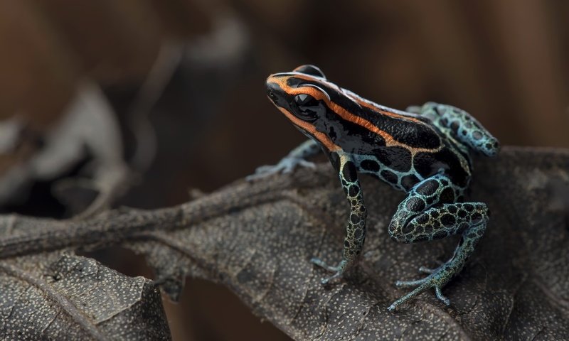 Обои лист, лягушка, джунгли, red-backed poison frog, ranitomeya ventrimaculata, ядовитая лягушка, sheet, frog, jungle, poisonous frog разрешение 2048x1297 Загрузить