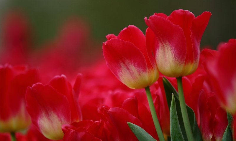 Обои цветы, макро, красные, тюльпаны, flowers, macro, red, tulips разрешение 2048x1365 Загрузить