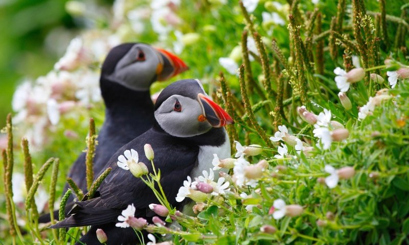 Обои цветы, природа, птицы, клюв, перья, атлантический тупик, тупики, flowers, nature, birds, beak, feathers, atlantic puffin, stubs разрешение 2560x1707 Загрузить