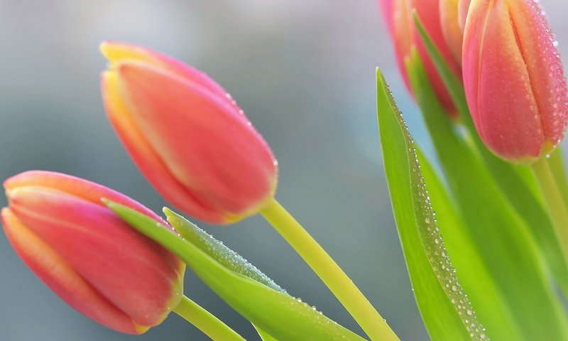 Обои цветы, макро, роса, весна, тюльпаны, flowers, macro, rosa, spring, tulips разрешение 2048x1365 Загрузить