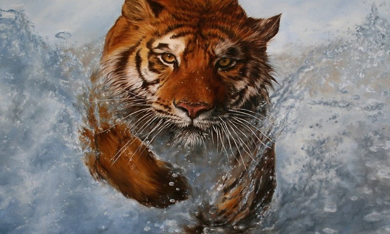 Обои тигр, вода, животные, взгляд, брызги, хищник, дикая кошка, tiger, water, animals, look, squirt, predator, wild cat разрешение 2814x2252 Загрузить