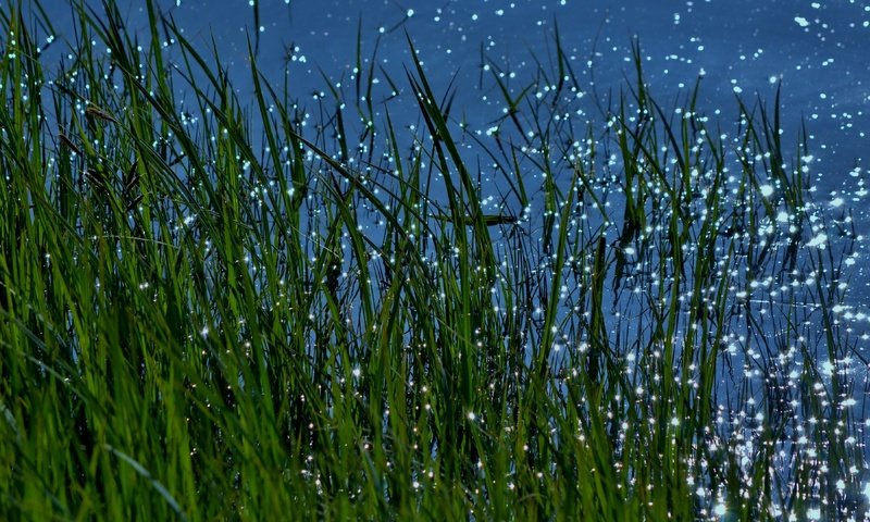 Обои трава, вода, природа, макро, блики, grass, water, nature, macro, glare разрешение 3840x2160 Загрузить