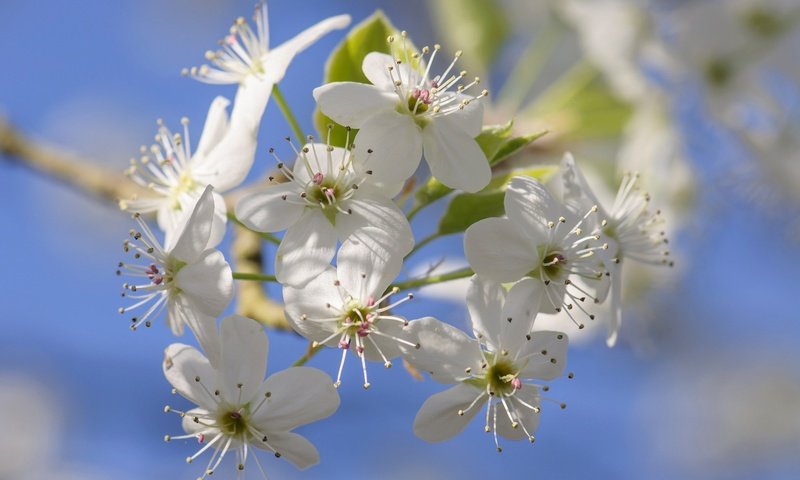 Обои цветы, цветение, лепестки, сад, весна, flowers, flowering, petals, garden, spring разрешение 2048x1360 Загрузить