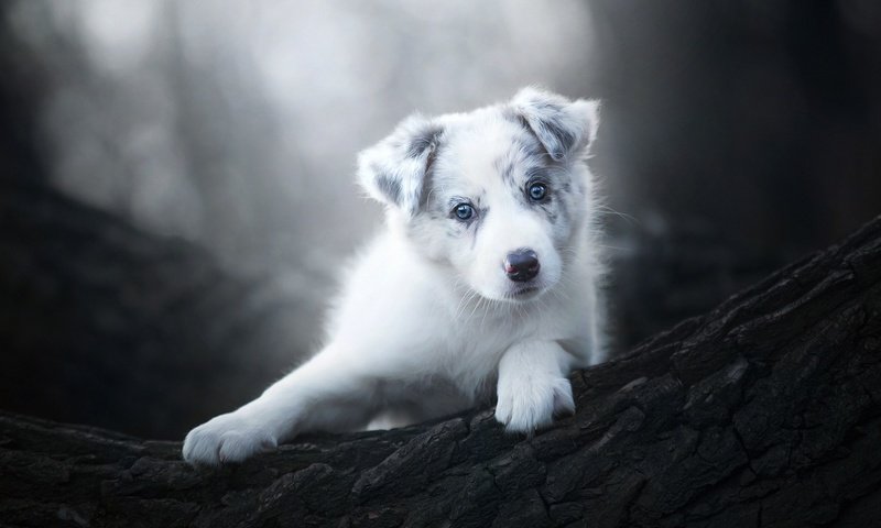 Обои животные, чёрно-белое, собака, щенок, animals, black and white, dog, puppy разрешение 2048x1365 Загрузить