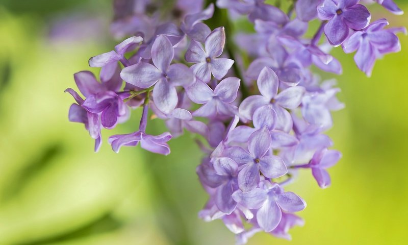 Обои цветение, макро, весна, сирень, соцветие, flowering, macro, spring, lilac, inflorescence разрешение 1920x1279 Загрузить
