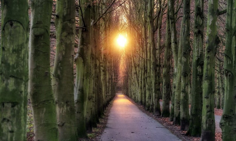 Обои свет, дорога, деревья, природа, light, road, trees, nature разрешение 1920x1280 Загрузить