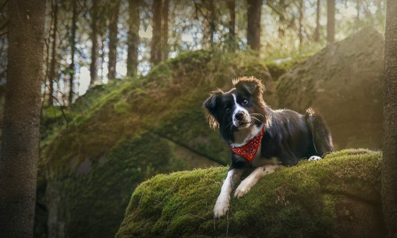 Обои лес, животные, собака, бордер-колли, forest, animals, dog, the border collie разрешение 4288x2848 Загрузить