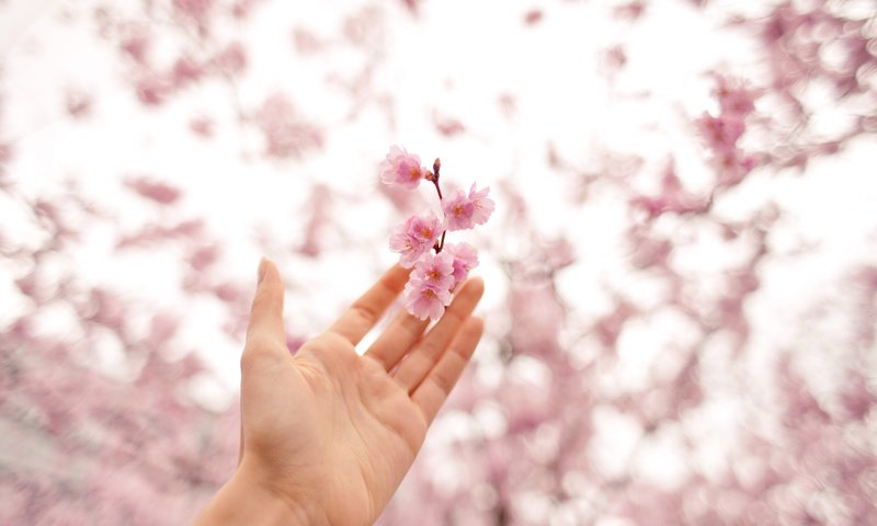 Обои цветы, рука, цвет, весна, розовый, вишня, antonina bukowska, flowers, hand, color, spring, pink, cherry разрешение 3000x2000 Загрузить