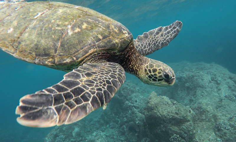 Обои море, черепаха, океан, животное, кораллы, jeremy bishop, подводный мир, sea, turtle, the ocean, animal, corals, underwater world разрешение 3598x2520 Загрузить