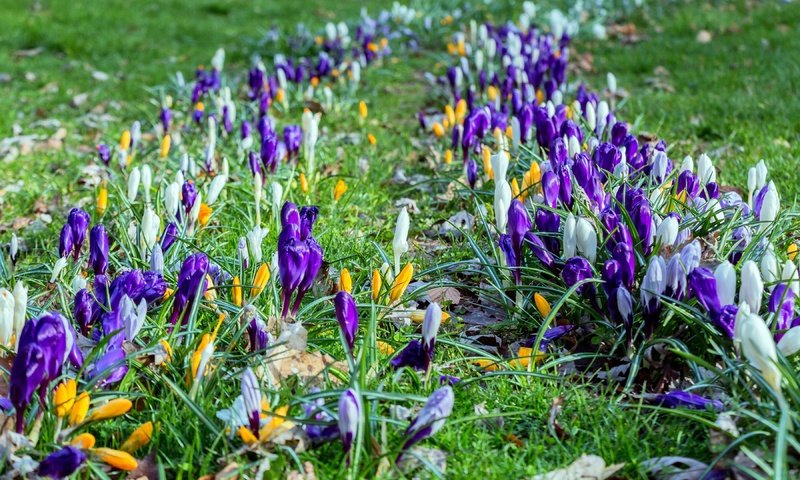 Обои цветы, трава, весна, крокусы, flowers, grass, spring, crocuses разрешение 3600x2270 Загрузить