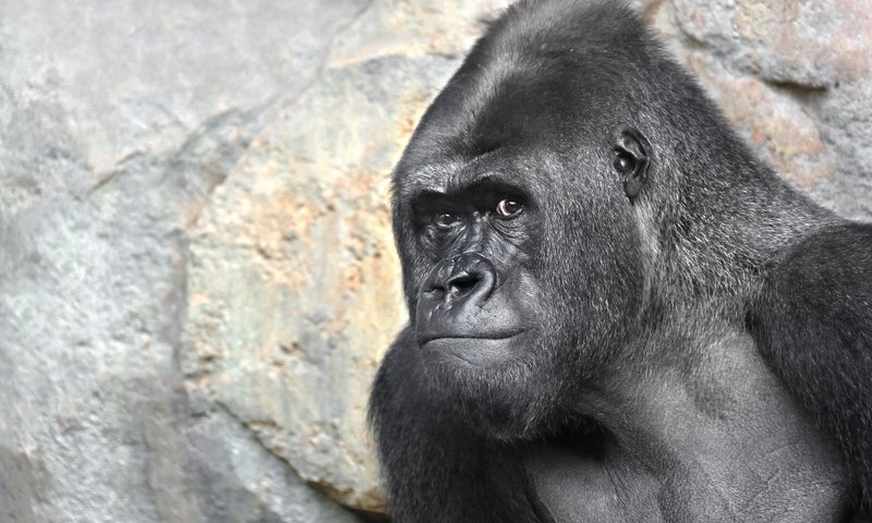 Обои морда, природа, взгляд, обезьяна, горилла, примат, face, nature, look, monkey, gorilla, the primacy of разрешение 2046x1358 Загрузить