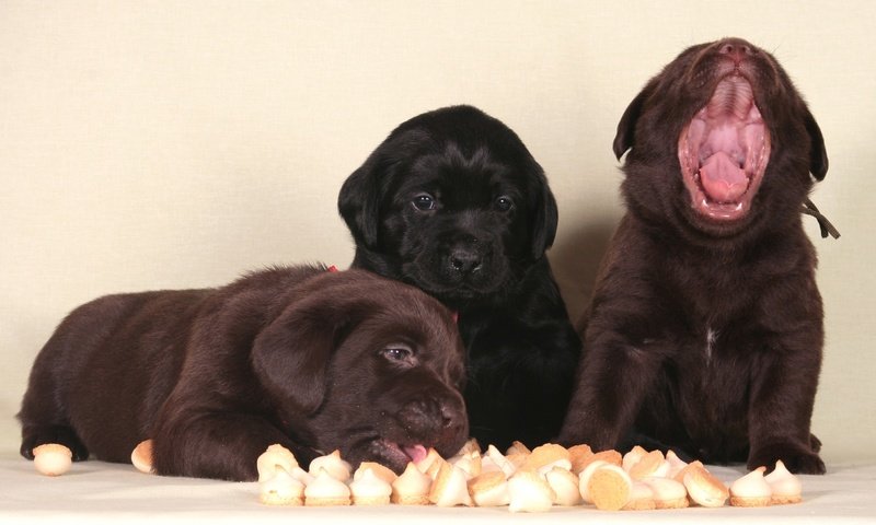 Обои щенки, лабрадор, собаки, забавные, трио, puppies, labrador, dogs, funny, trio разрешение 1920x1186 Загрузить
