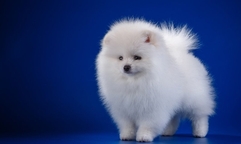 Обои белый, собака, щенок, шпиц, white, dog, puppy, spitz разрешение 3200x2060 Загрузить