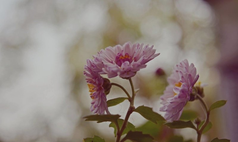 Обои цветы, природа, лепестки, розовые, суван чоудхури, flowers, nature, petals, pink, suwan chowdhury разрешение 2048x1230 Загрузить