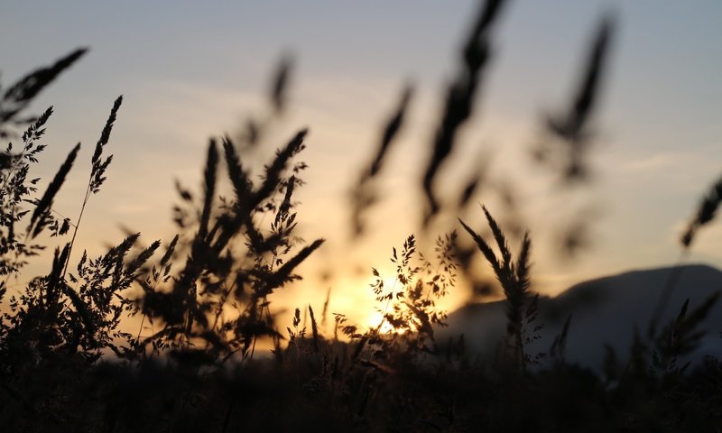 Обои небо, трава, природа, поле, колоски, силуэт, сумерки, matt milton, the sky, grass, nature, field, spikelets, silhouette, twilight разрешение 3648x2432 Загрузить