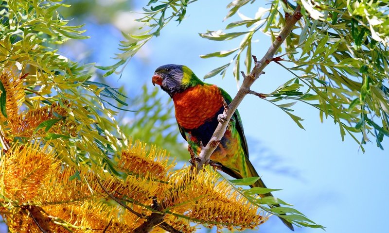 Обои цветы, дерево, птица, попугай, flowers, tree, bird, parrot разрешение 2048x1365 Загрузить