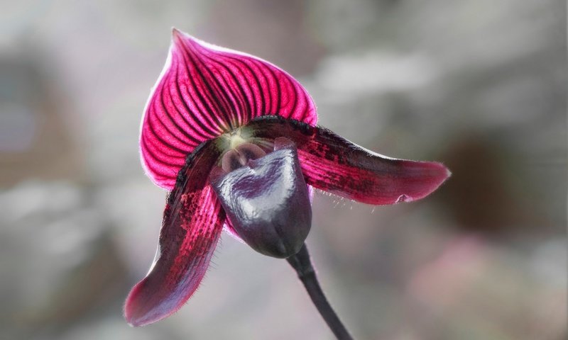 Обои макро, цветок, лепестки, орхидея, macro, flower, petals, orchid разрешение 2048x1360 Загрузить