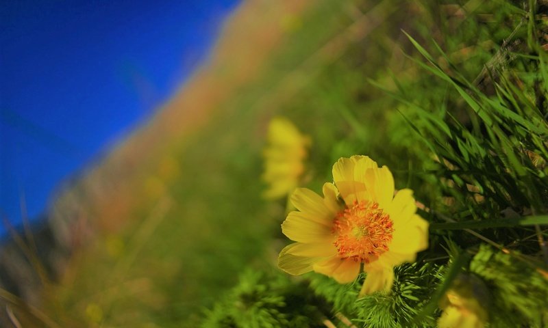 Обои цветы, природа, макро, фон, цветок, поле, flowers, nature, macro, background, flower, field разрешение 2048x1365 Загрузить