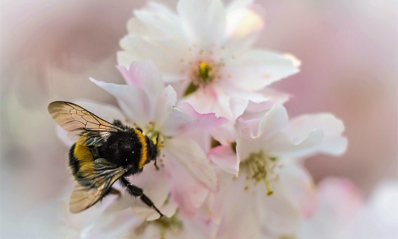 Обои природа, насекомое, цветок, лепестки, сад, шмель, nature, insect, flower, petals, garden, bumblebee разрешение 2048x1365 Загрузить