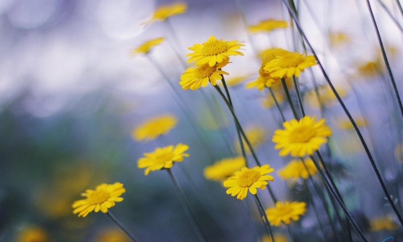 Обои цветы, ромашка, желтые, маргаритка, flowers, daisy, yellow разрешение 2560x1600 Загрузить