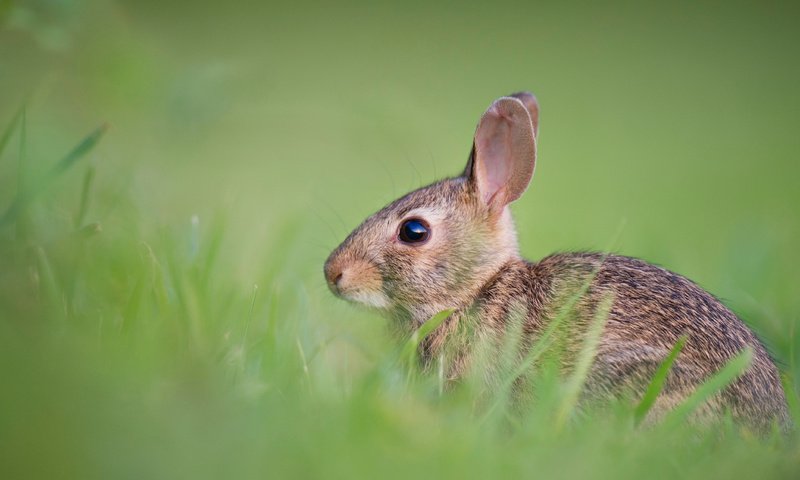 Обои трава, милый, животные, ray hennessy, поле, пушистый, кролик, мех, заяц, боке, grass, cute, animals, field, fluffy, rabbit, fur, hare, bokeh разрешение 4256x2832 Загрузить