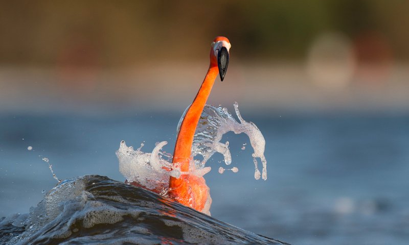 Обои вода, море, фламинго, размытость, птица, животное, шея, ray hennessy, water, sea, flamingo, blur, bird, animal, neck разрешение 3009x2003 Загрузить