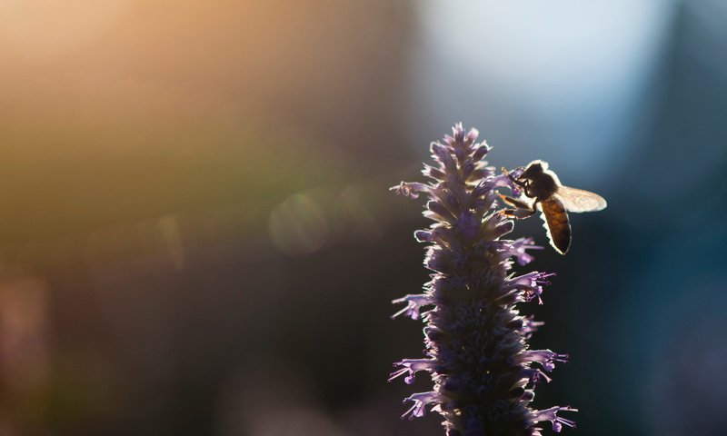 Обои свет, насекомое, цветок, размытость, пчела, ray hennessy, light, insect, flower, blur, bee разрешение 3269x2176 Загрузить