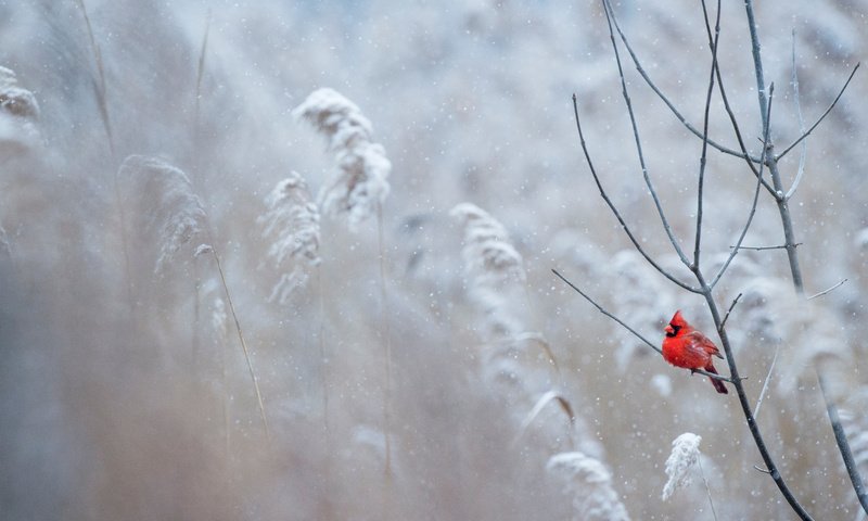 Обои снег, зима, птица, кардинал, ray hennessy, snow, winter, bird, cardinal разрешение 4667x3106 Загрузить