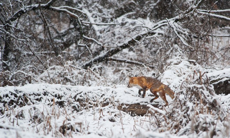 Обои деревья, снег, зима, лиса, лисица, животное, ray hennessy, trees, snow, winter, fox, animal разрешение 3415x2272 Загрузить