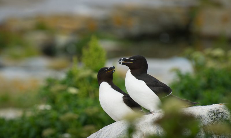 Обои птицы, камень, ray hennessy, гагарка, birds, stone, razorbill разрешение 2979x1982 Загрузить