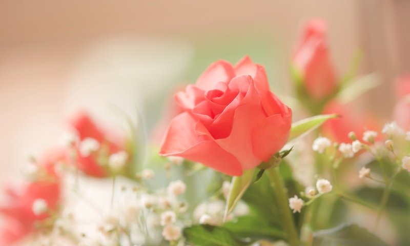 Обои цветы, роза, бутон, букет, гипсофила, flowers, rose, bud, bouquet, gypsophila разрешение 2048x1365 Загрузить
