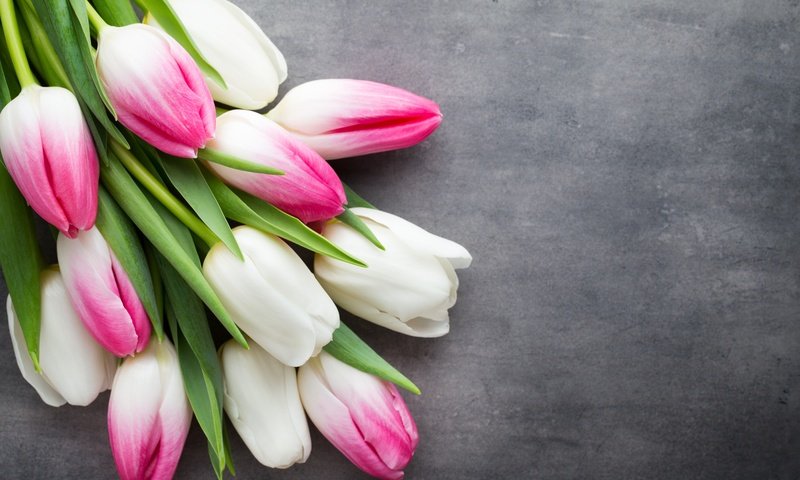 Обои цветы, букет, тюльпаны, розовые, белые, flowers, bouquet, tulips, pink, white разрешение 5472x3648 Загрузить