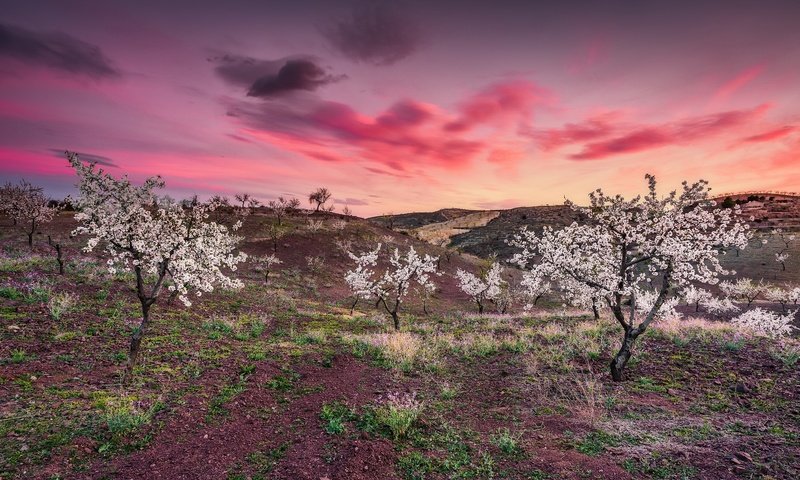 Обои небо, облака, деревья, закат, весна, the sky, clouds, trees, sunset, spring разрешение 2048x1204 Загрузить