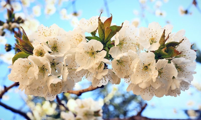 Обои цветы, цветение, весна, вишня, flowers, flowering, spring, cherry разрешение 4000x2282 Загрузить