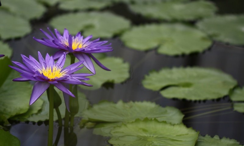 Обои вода, цветение, листья, водоем, кувшинка, водяные лилии, water, flowering, leaves, pond, lily, water lilies разрешение 2048x1365 Загрузить