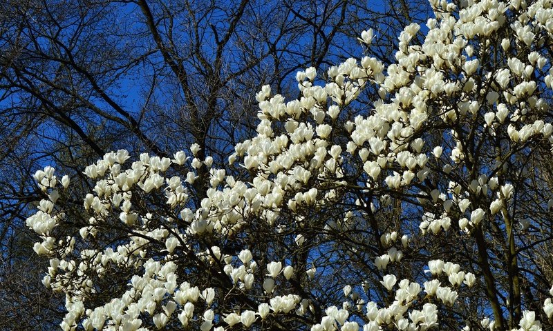 Обои цветы, дерево, цветение, весна, магнолия, flowers, tree, flowering, spring, magnolia разрешение 2048x1365 Загрузить
