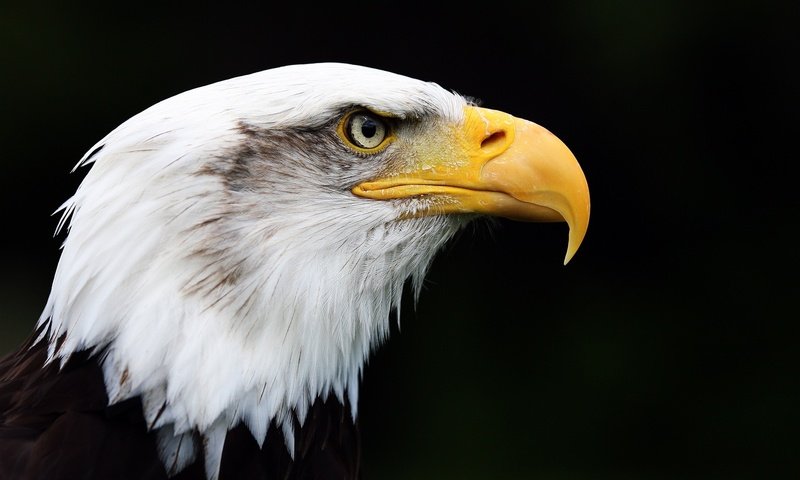Обои орел, птица, клюв, черный фон, перья, белоголовый орлан, eagle, bird, beak, black background, feathers, bald eagle разрешение 2048x1365 Загрузить
