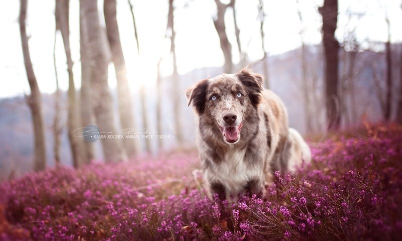 Обои цветы, природа, собака, друг, австралийская овчарка, ц, flowers, nature, dog, each, australian shepherd, ts разрешение 2034x1353 Загрузить