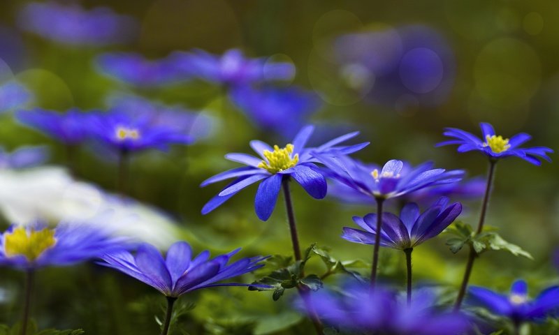 Обои цветы, синие, анемоны, ветреница, flowers, blue, anemones, anemone разрешение 2048x1152 Загрузить