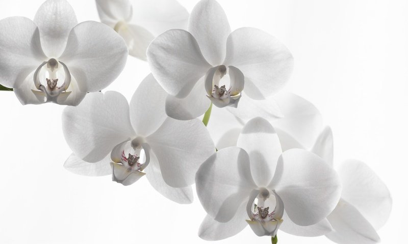 Обои белый фон, орхидея, белая орхидея, white background, orchid, white orchid разрешение 2132x1407 Загрузить